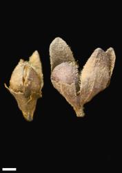 Veronica spathulata. Capsule. Scale = 1 mm.
 Image: P.J. Garnock-Jones © P.J. Garnock-Jones CC-BY-NC 3.0 NZ